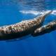 Illustration for article titled How the Jojoba Plant Saved the Sperm Whale